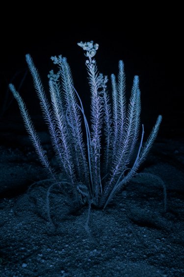 Joshua Chuang - Directeur de la photographie chez Gagosian