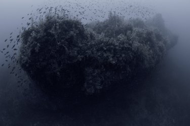 Federica Angelucci - Directrice de Stevenson